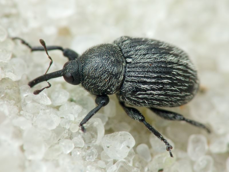 Cleopomiarus graminis (Gyllenhal, 1813)